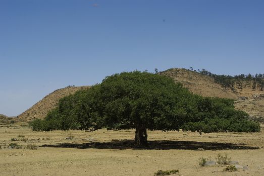 Eritrea, Africa - 08/10/2019: Travelling around the vilages near Asmara and Massawa. An amazing caption of the trees, mountains and some old typical houses with very hot climate in Eritrea.