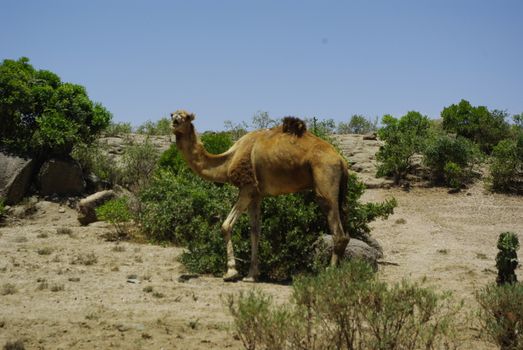 Eritrea, Africa - 08/10/2019: Travelling around the vilages near Asmara and Massawa. An amazing caption of the trees, mountains and some old typical houses with very hot climate in Eritrea.