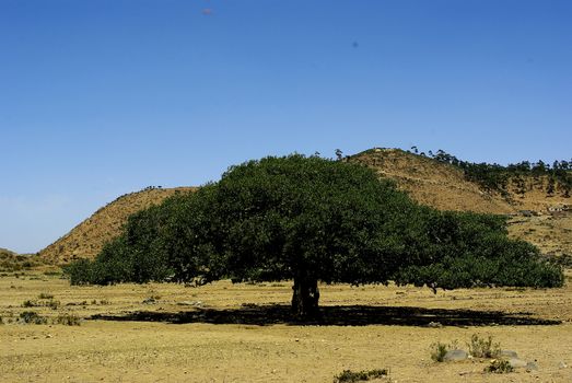 Eritrea, Africa - 08/10/2019: Travelling around the vilages near Asmara and Massawa. An amazing caption of the trees, mountains and some old typical houses with very hot climate in Eritrea.