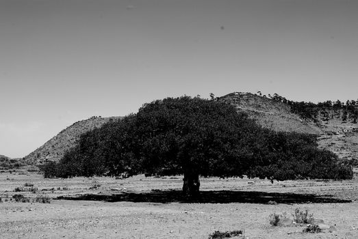 Eritrea, Africa - 08/10/2019: Travelling around the vilages near Asmara and Massawa. An amazing caption of the trees, mountains and some old typical houses with very hot climate in Eritrea.