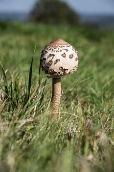 Giant umbrella in a summer meadow