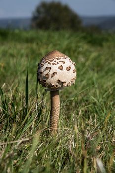 Giant umbrella in a summer meadow