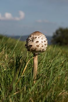 Giant umbrella in a summer meadow