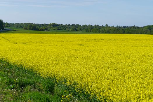 Yellow rapeseed field. Wide angle view of a beautiful field of yellow rapeseed field. Yellow canola field
