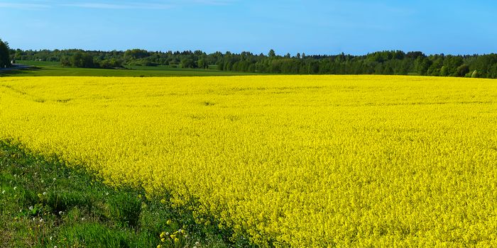 Yellow rapeseed field. Wide angle view of a beautiful field of yellow rapeseed field. Yellow canola field