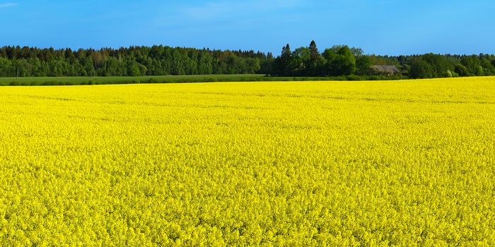 Yellow rapeseed field. Wide angle view of a beautiful field of yellow rapeseed field. Yellow canola field