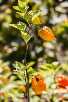 Cut flowers, bubble cherries in garden