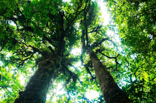 Beautiful big trees in the park with sunlight on sky background, view from bottom to top.