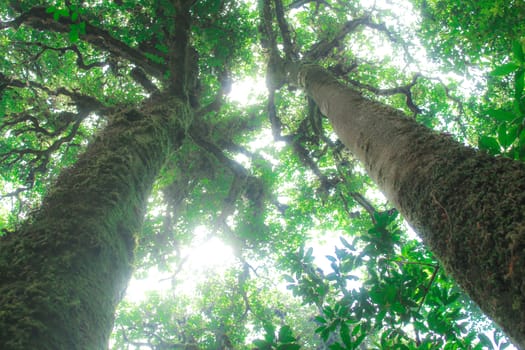 Beautiful big trees in the park with sunlight on sky background, view from bottom to top.