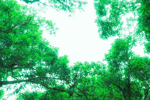 Shot of uprisen angle of the big tree in the garden with sunlight through.