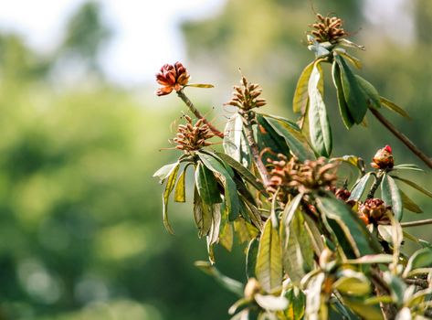 Flower with green leaves in the garden over blurred nature background.