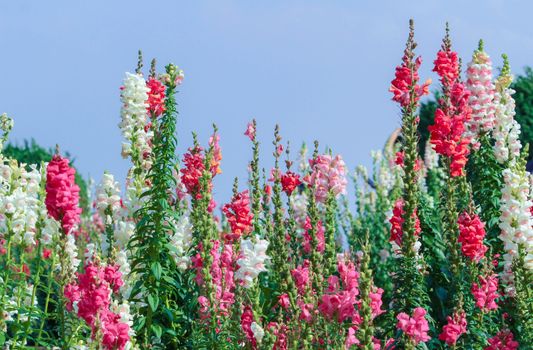 Close-up of beautiful pink flowers in the bouquet on nature background.