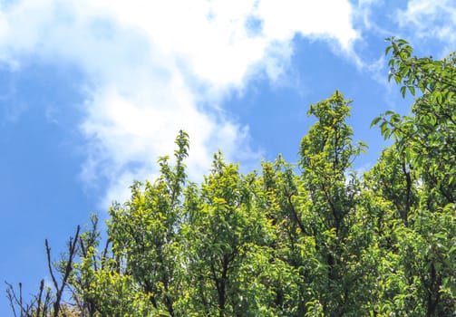 Beautiful big trees with sunlight in the forest isolated on sky background.