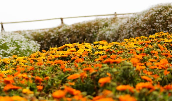 Beautiful orange flowers in the garden on nature background. Select focus.