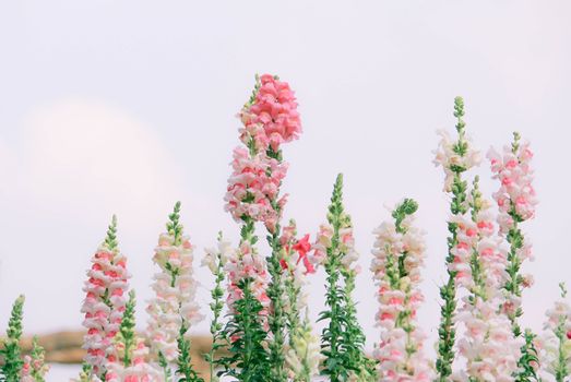 Close-up of beautiful pink flowers in the bouquet on nature background.