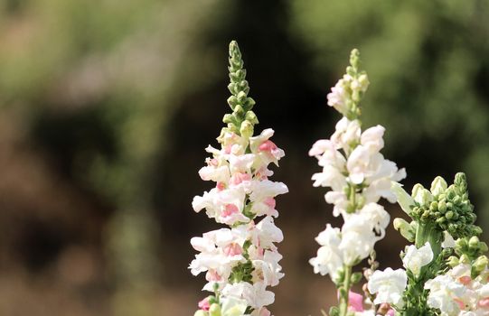 Close-up of beautiful white flowers in the bouquet on nature background.