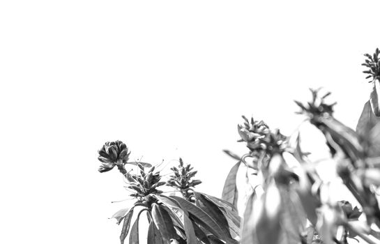 Black and white picture of Flower with green leaves in the garden over white background.