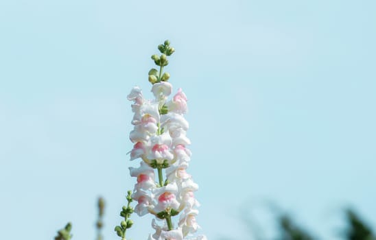 Close-up of beautiful white flowers in the bouquet on sky background.