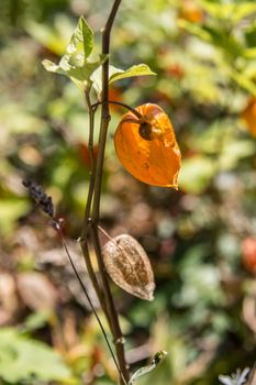 Cut flowers, bubble cherries in garden