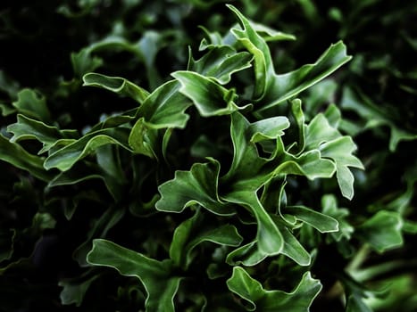 Close-up of Green leaves in the garden. Nature background.