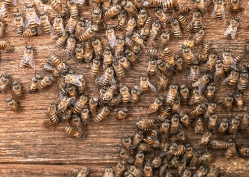 Close up of bees working on honeycomb with honey slices nectar into cells inside wooden beehive. Selective focus. Beekeeping concept.