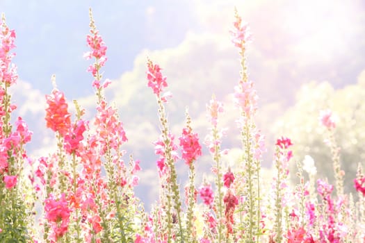 Close-up of beautiful pink flowers in the bouquet on nature background.