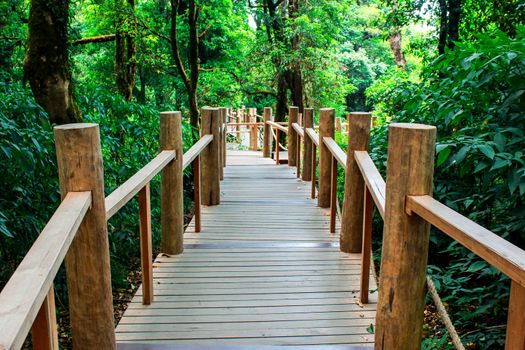 Wooden bridge walkway in Nature Trail at Inthanon mountain peak; Chiang mai, Thailand.