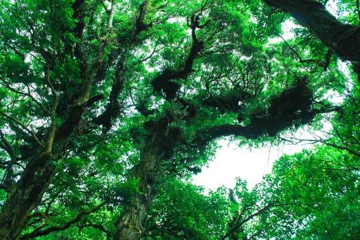 Beautiful big trees in the park with sunlight on sky background, view from bottom to top.