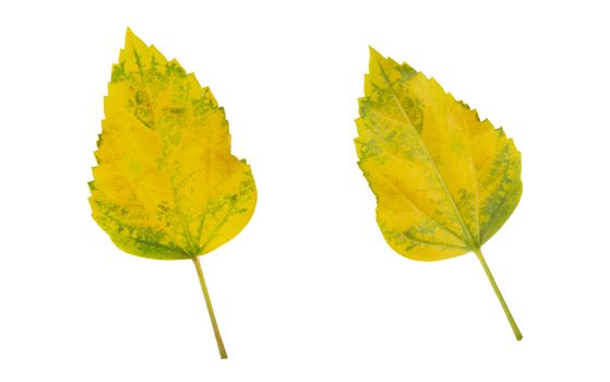 Yellow leaves in Northern Thailand, isolated on white background.