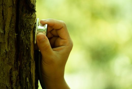 Close-up of hand holding a stethoscope to explore the nature of the tree trunk.