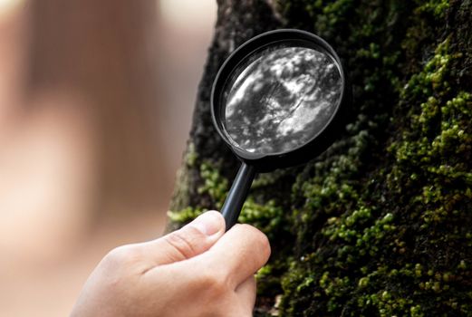 Close-up of hand holding magnifying glass to explore moss on tree trunk.