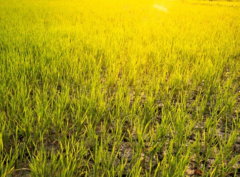 Close-up of Green young rice field with dry soil in summer morning with sunlight in northern of thailand.