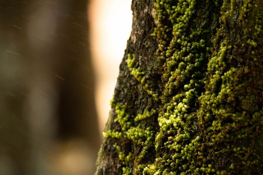 Green moss on tree trunk at forest in Chiang Mai, Thailand.