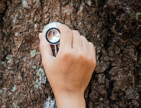 Close-up of hand holding a stethoscope to explore the nature of the tree trunk.