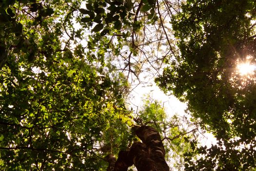 Bottom view trees top in forest there is little sunlight passing through. Environment concept.