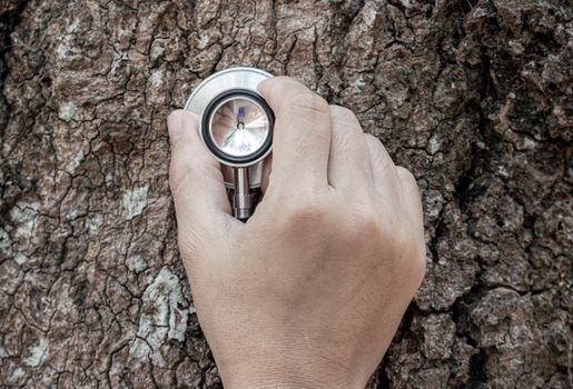 Close-up of hand holding a stethoscope to explore the nature of the tree trunk.