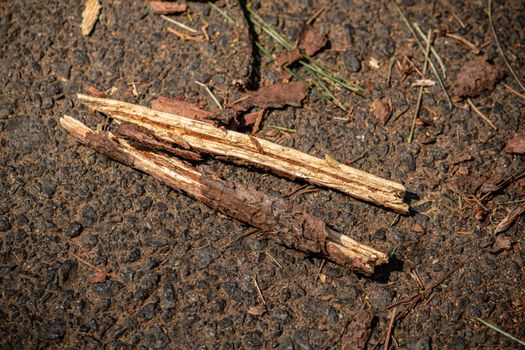 Dry branches fall on the road in the pine forest.