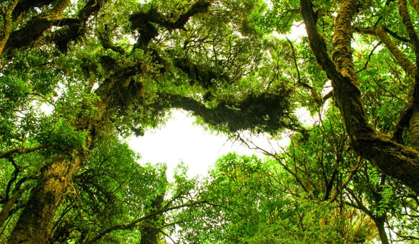 Beautiful big trees in the park with sunlight on sky background, view from bottom to top.