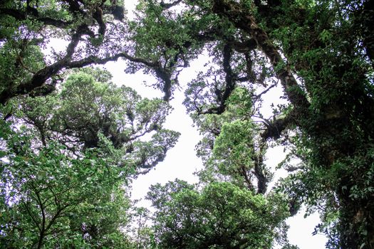 Bottom view trees top in forest there is little sunlight passing through. Environment concept.