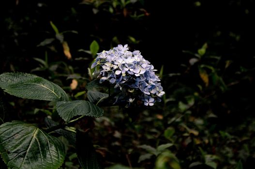 Close-up of light purple Hydrangea flower in Nature Trail at Inthanon mountain peak on nature background; Chiang mai, Thailand.