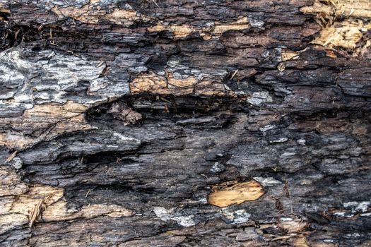 Close-up bark of tree. Nature background.