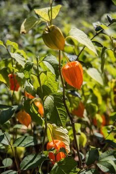 Cut flowers, bubble cherries in garden