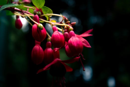 Close-up of flower in the garden. Select focus. garden arrangement.