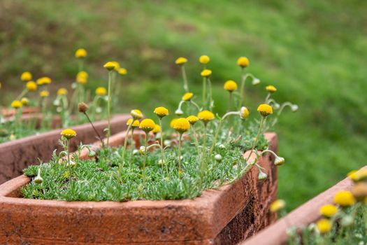 Close-up of yellow flower in clay pots in the grass field at Inthanon mountain peak; Chiang mai, Thailand.