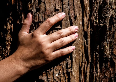 Close-up of hand touching a tree trunk with sunlight in the forest. Caring about nature and environment concept.