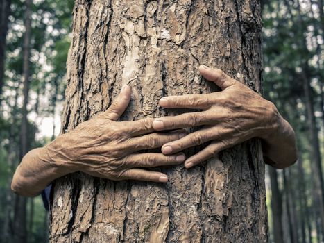 Close Up hands of Elderly Asian man hugging tree with sunlight.