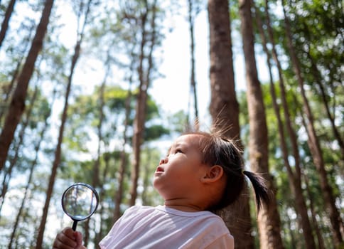 Asian little child girl hand holding magnifying glass and looking up a pine tree