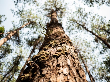 Bottom view of pine trees in forest there is sunlight passing through trunk. Environment concept. Selective focus.