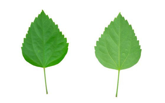 Green leaves in Northern Thailand, isolated on white background.