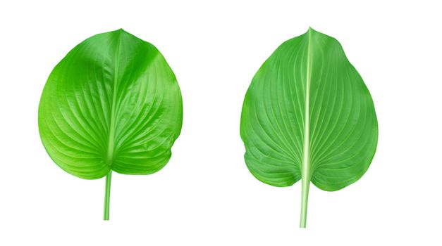 Green leaves in Northern Thailand, isolated on white background.